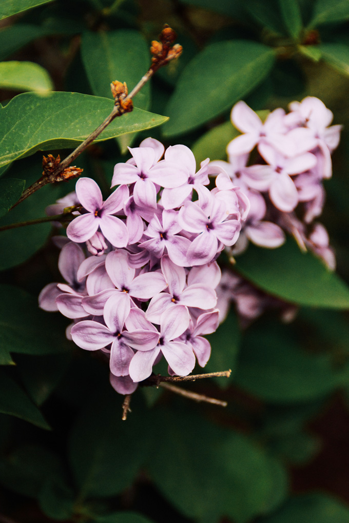 Weekend Planner 5/18/18: Blooming Lilac, Picnic & Grilling